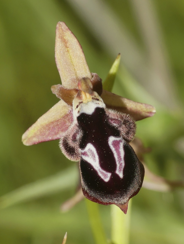 Ophrys tardive e altre orchidee in Epiro - Grecia settentrionale  22_30 maggio 2024.